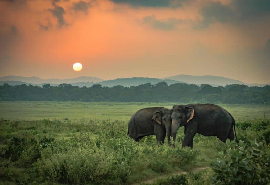 Luxusreisen Sri Lanka