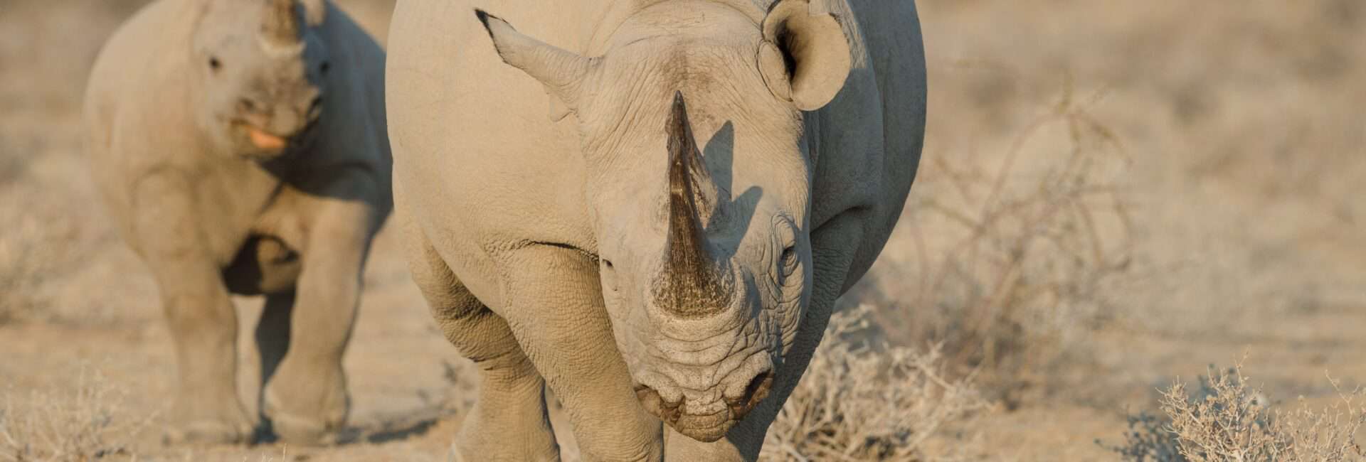 Etosha Heights - Black Rhino