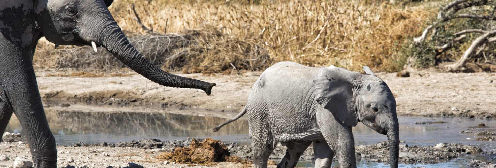 Etosha Safarihoek Lodge - Etosha Heights - Elephant