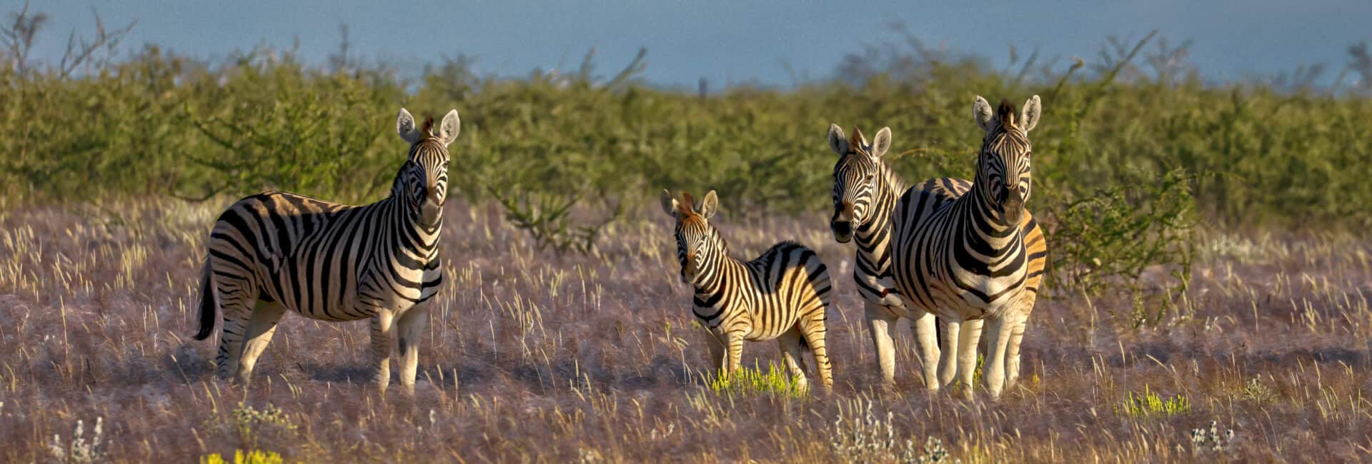 Etosha Heights - Zebra