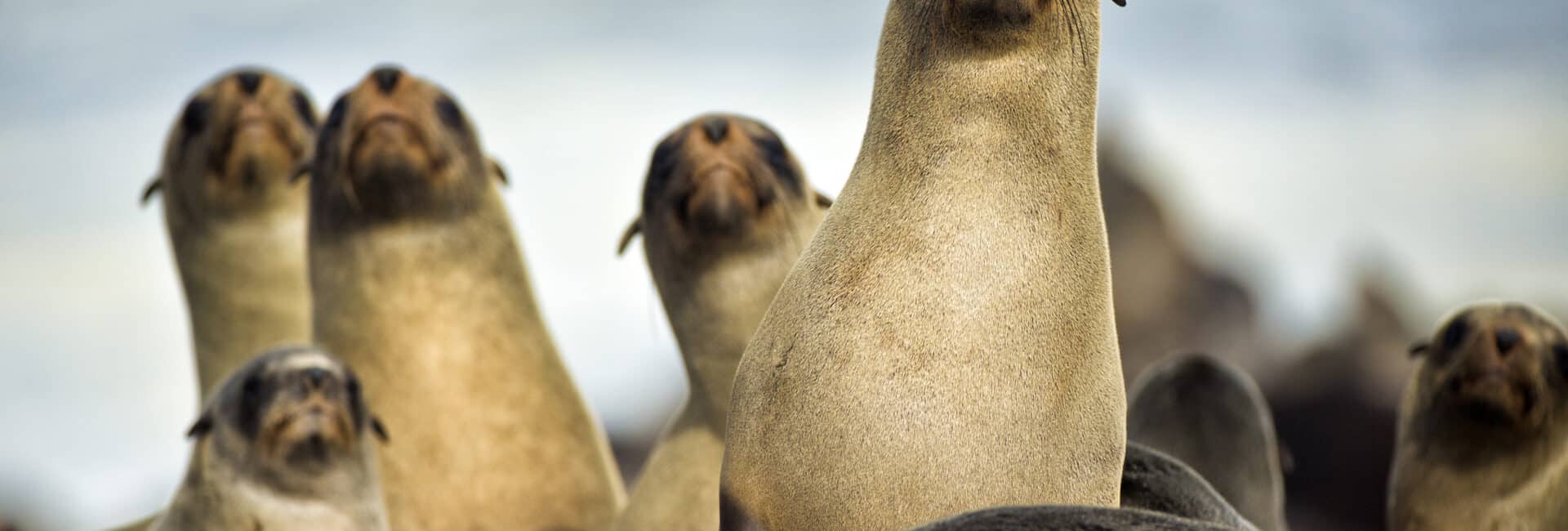 Shipwreck Lodge - Seal colony